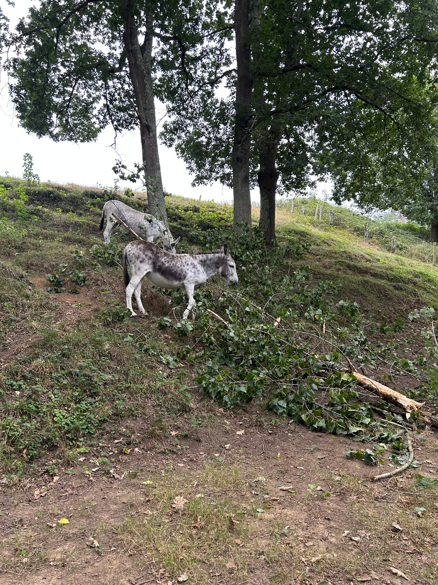 Dos burras comiendo una rama caída junto al río Nora