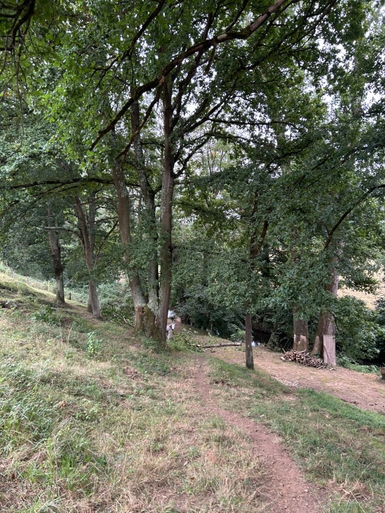 Árboles y sendero junto al río Nora