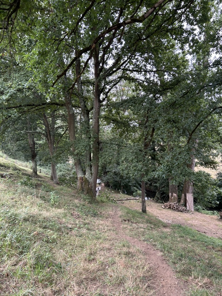 Árboles y sendero junto al río Nora